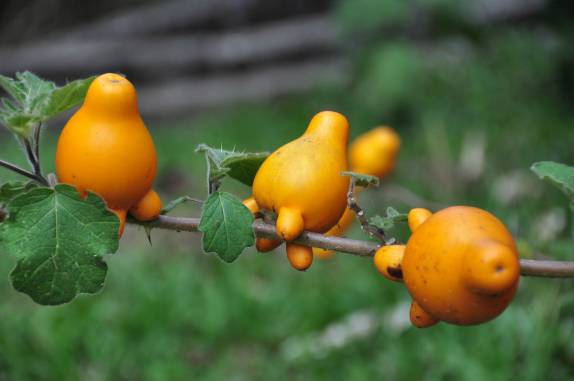 Apenas alguns animais conseguem comer o Chichigua (Finca Paraiso, perto do lago Yojoa, região central de Honduras)